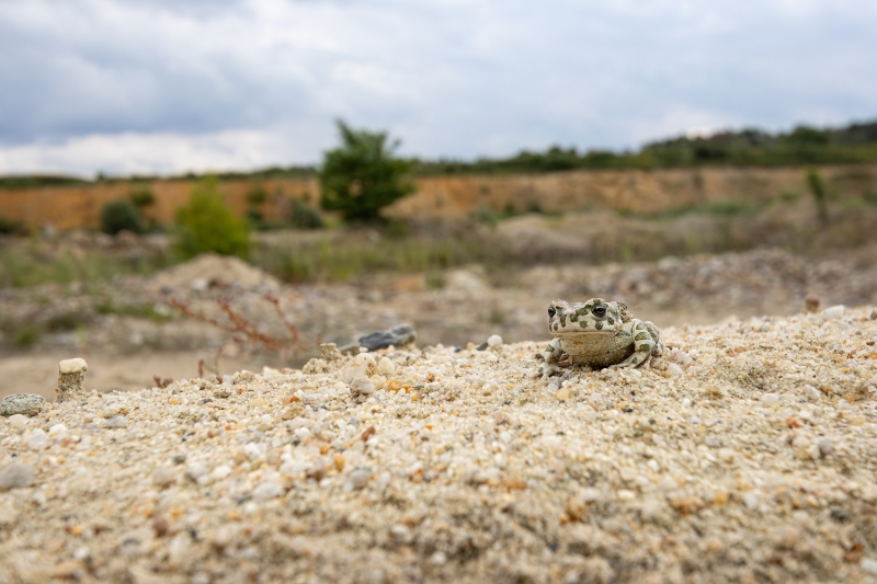 Wechselkröte im Tagebau